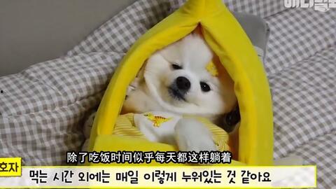 吃瓜娱乐汪,揭秘娱乐圈那些事儿