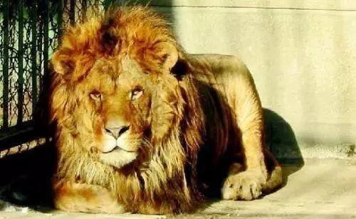 娱乐吃瓜酱母狮子